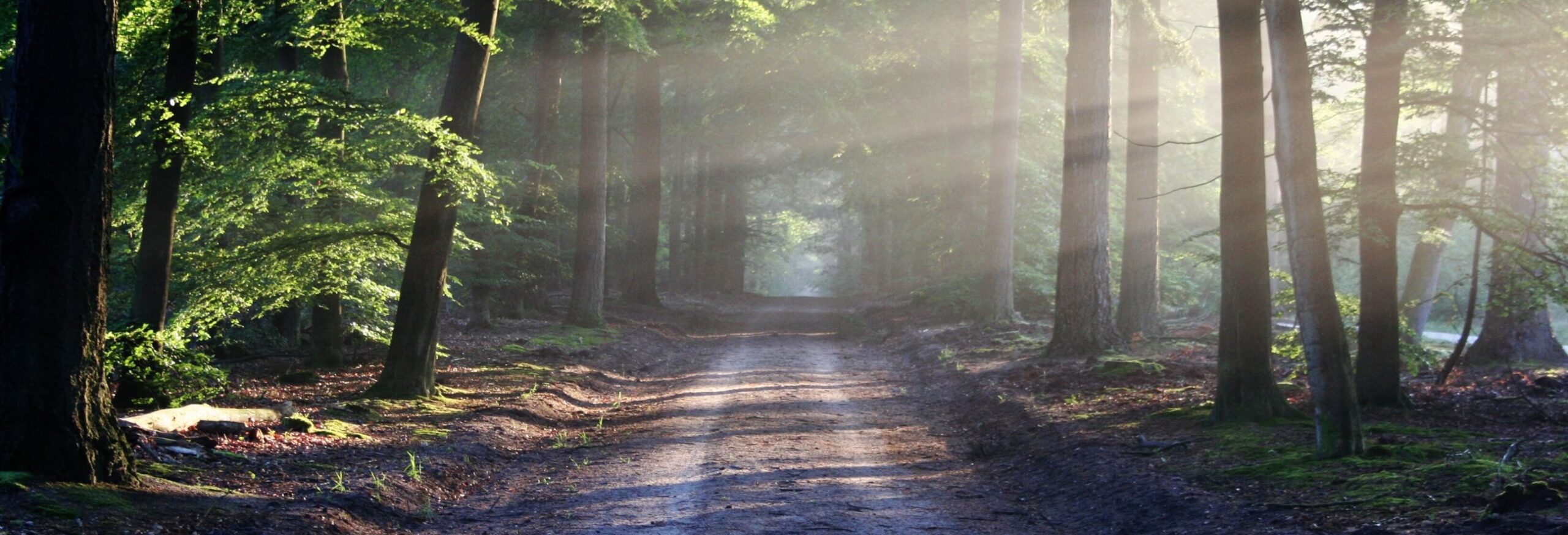 Forest pathway