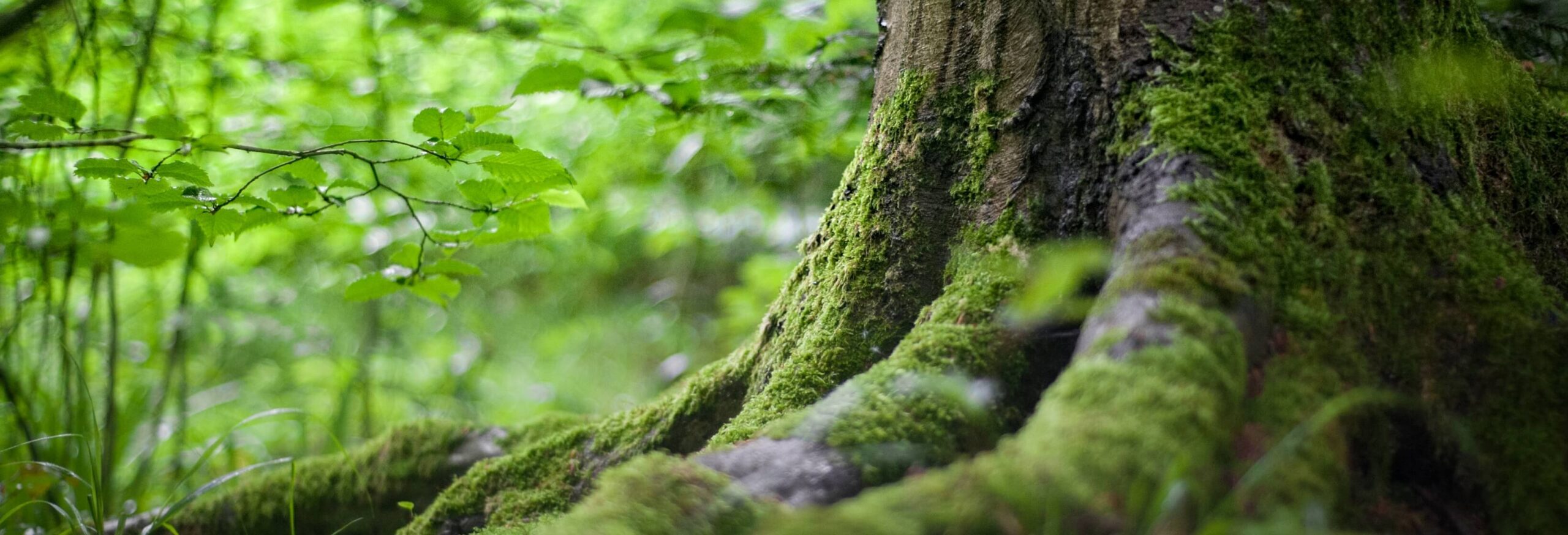 mossy tree